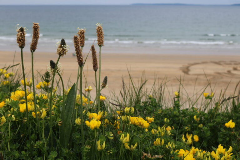 A picture of reeds and yellow flowers with a beach in the background